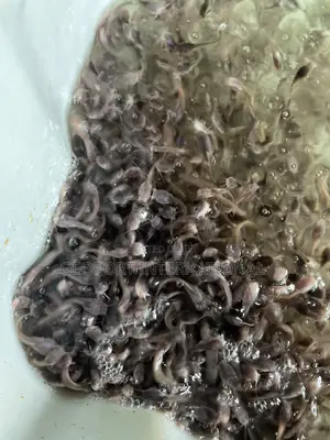 Catfish Fingerlings/ Juveniles