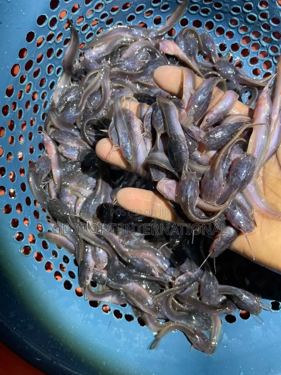 Catfish Fingerlings/ Juveniles