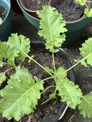 Curly Kale Seedlings
