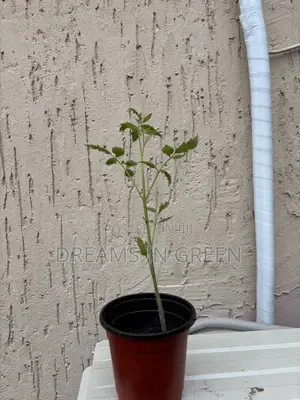 Foreign Tomato Seedlings