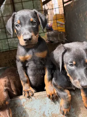 1-3 months Male Purebred Doberman Pinscher