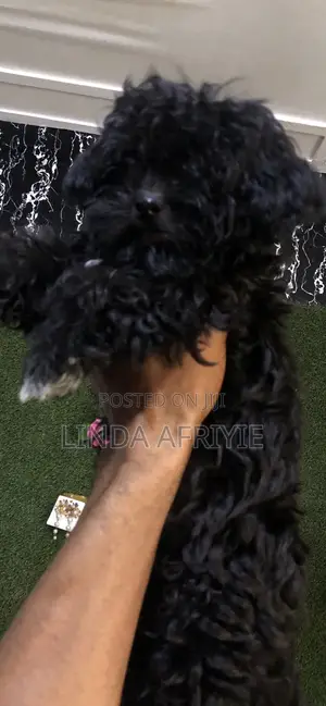 1-3 months Male Mixed Breed Poodle