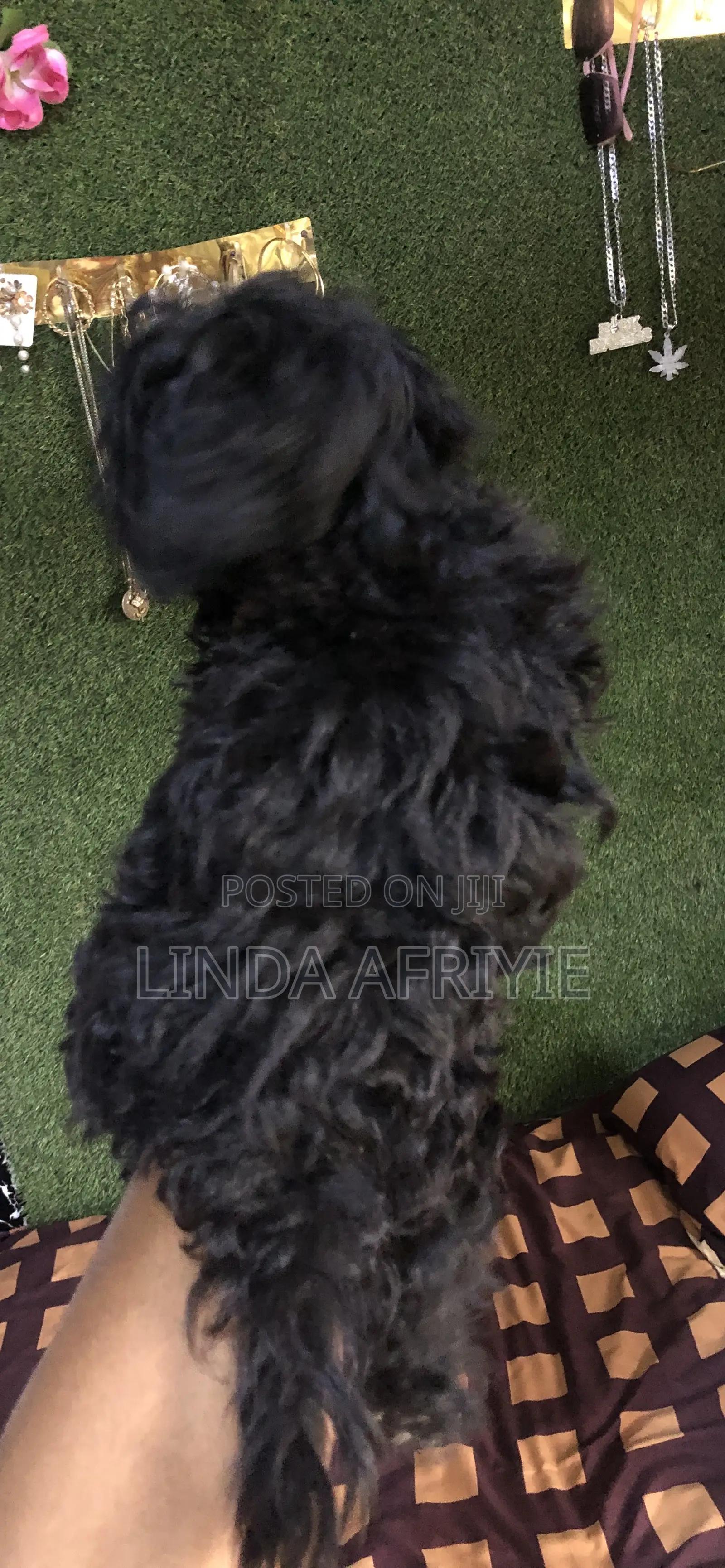 1-3 months Male Mixed Breed Poodle