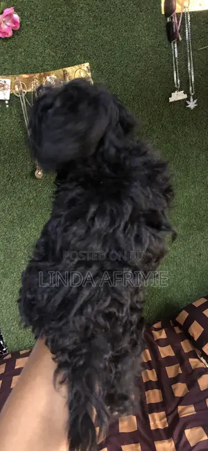 1-3 months Male Mixed Breed Poodle