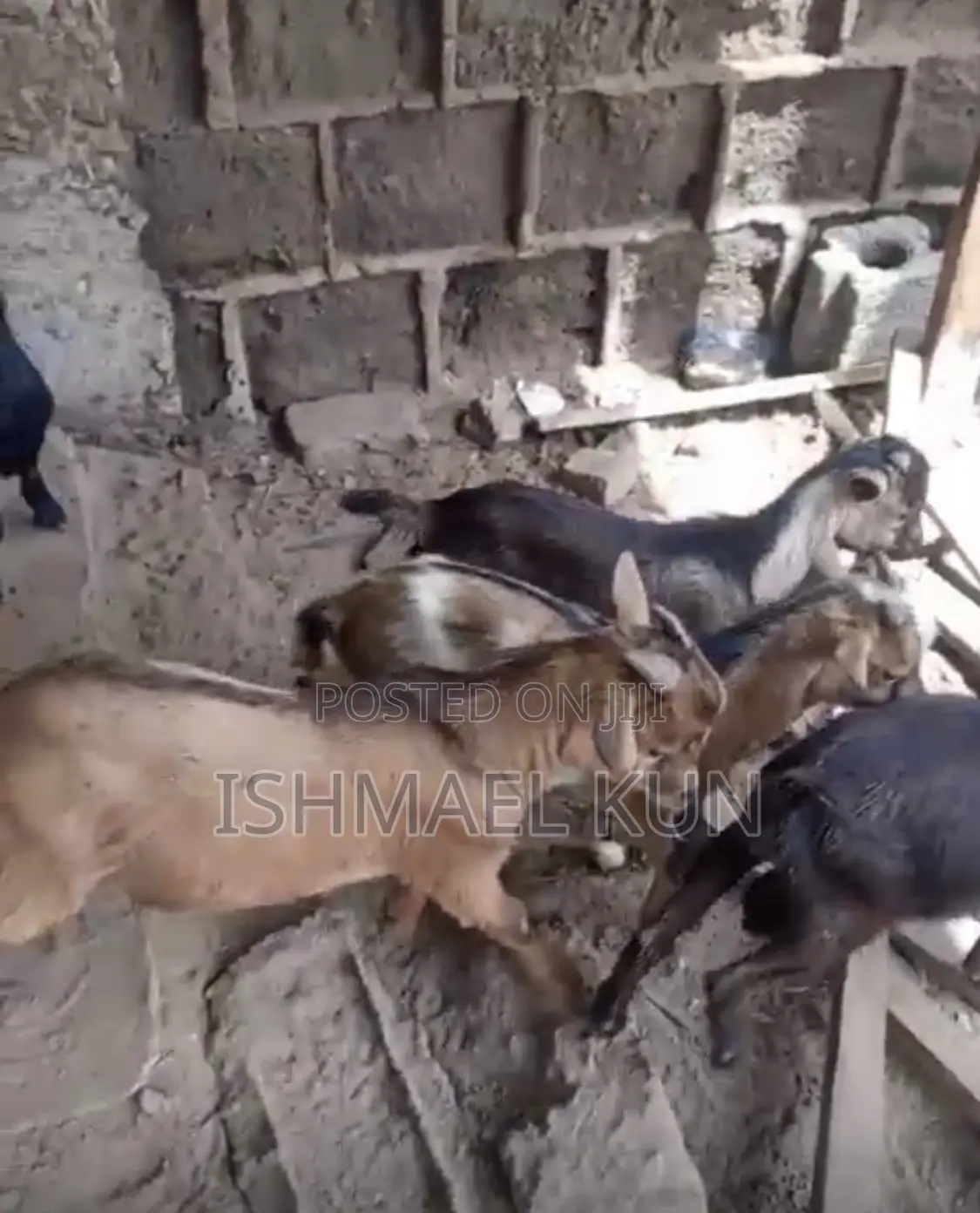 Male Goat for Sale for Christmas