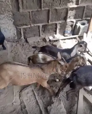 Male Goat for Sale for Christmas