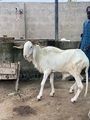 Sheep and Goats