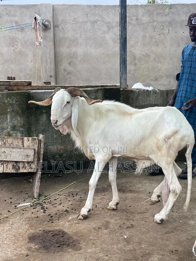 Sheep and Goats