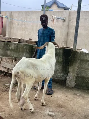Sheep and Goats