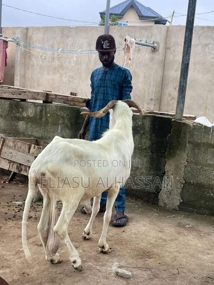 Sheep and Goats
