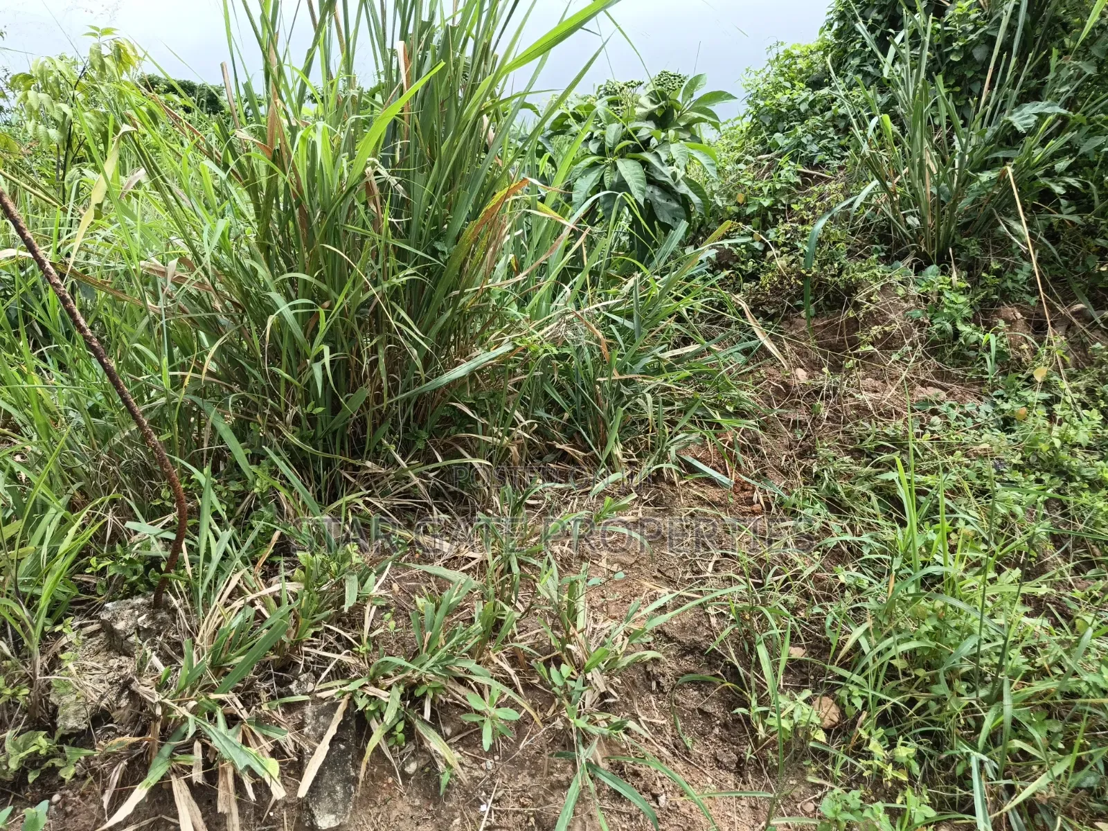 2 Plots for Sale at Wadie Adwumakaase ( Near Mampongteng,Bosore,Saman