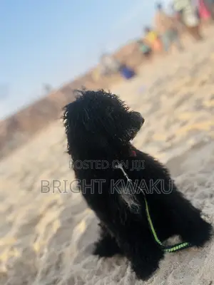 6-12 months Male Purebred Poodle
