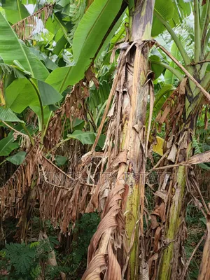 One Plot of Land for Sale at Pokuase Ayawaso