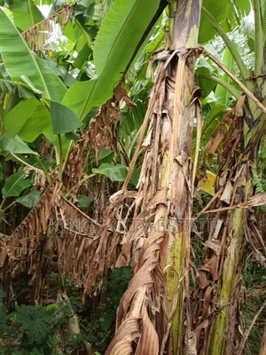 One Plot of Land for Sale at Pokuase Ayawaso