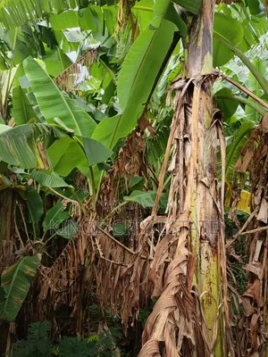 One Plot of Land for Sale at Pokuase Ayawaso