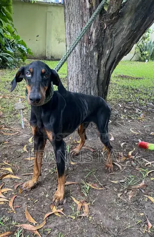 1+ year Male Purebred Doberman Pinscher