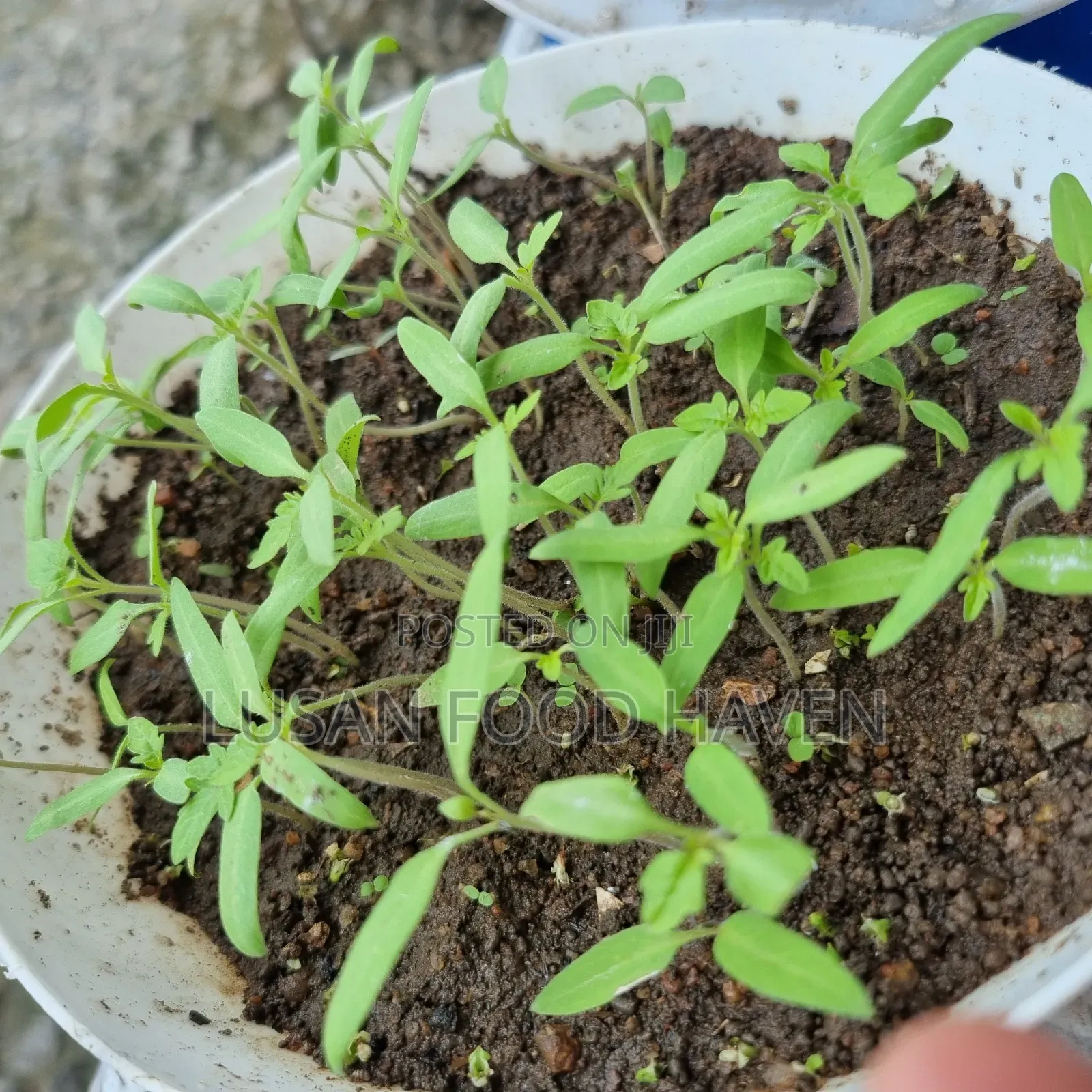Healthy Tomato Seedlings