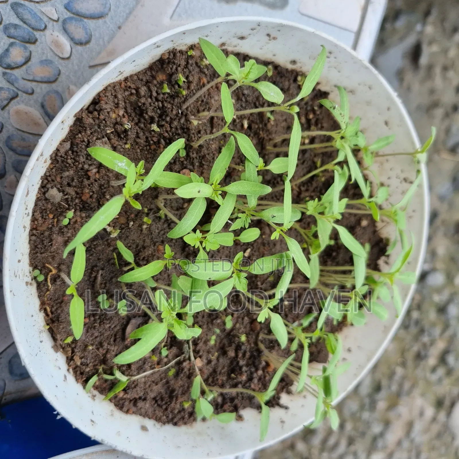 Healthy Tomato Seedlings