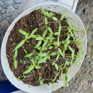 Healthy Tomato Seedlings