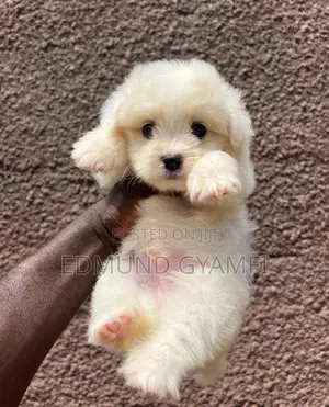 1-3 months Male Purebred Maltipoo
