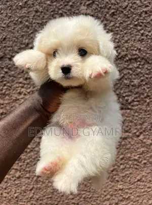 1-3 months Male Purebred Maltipoo