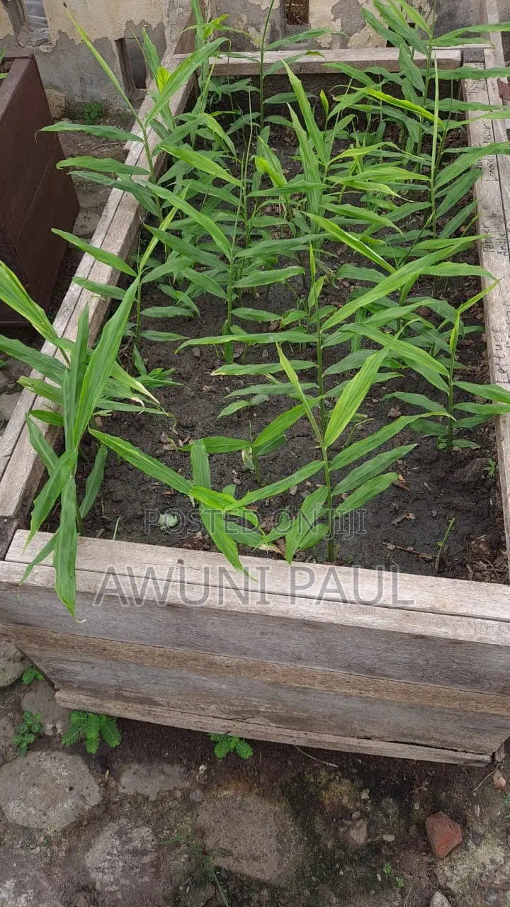 Backyard Vegetables Garden