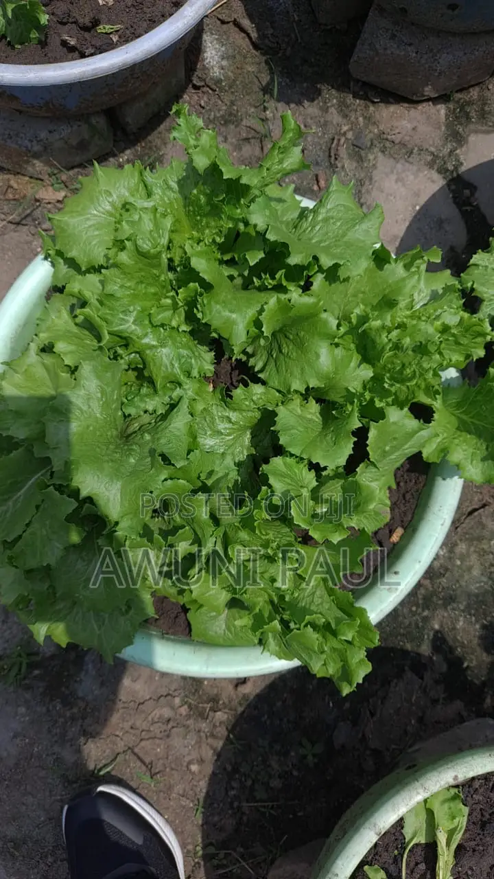 Backyard Vegetables Garden