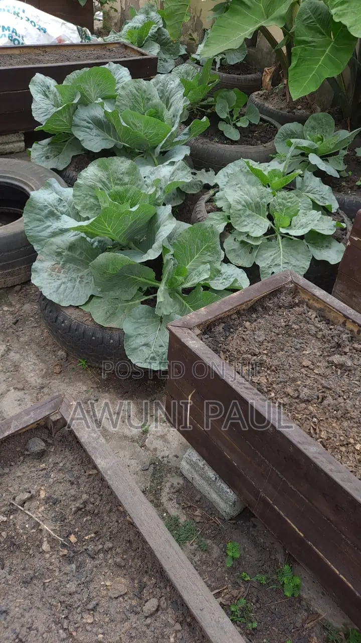 Backyard Vegetables Garden