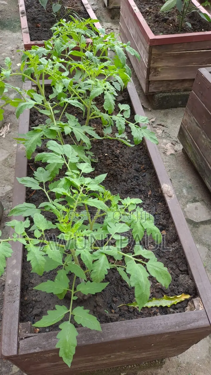Backyard Vegetables Garden