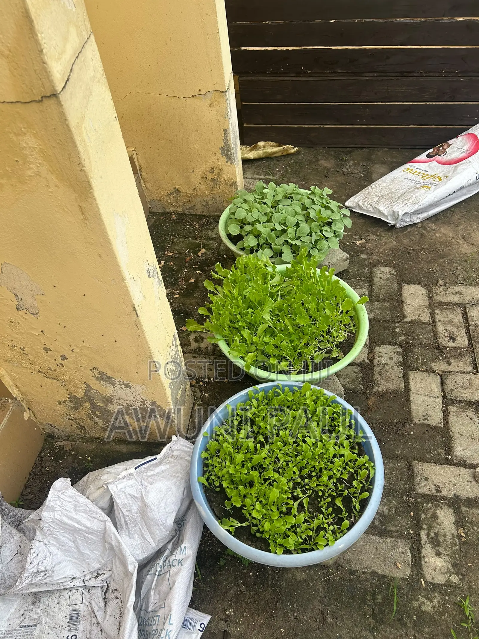 Backyard Vegetables Garden