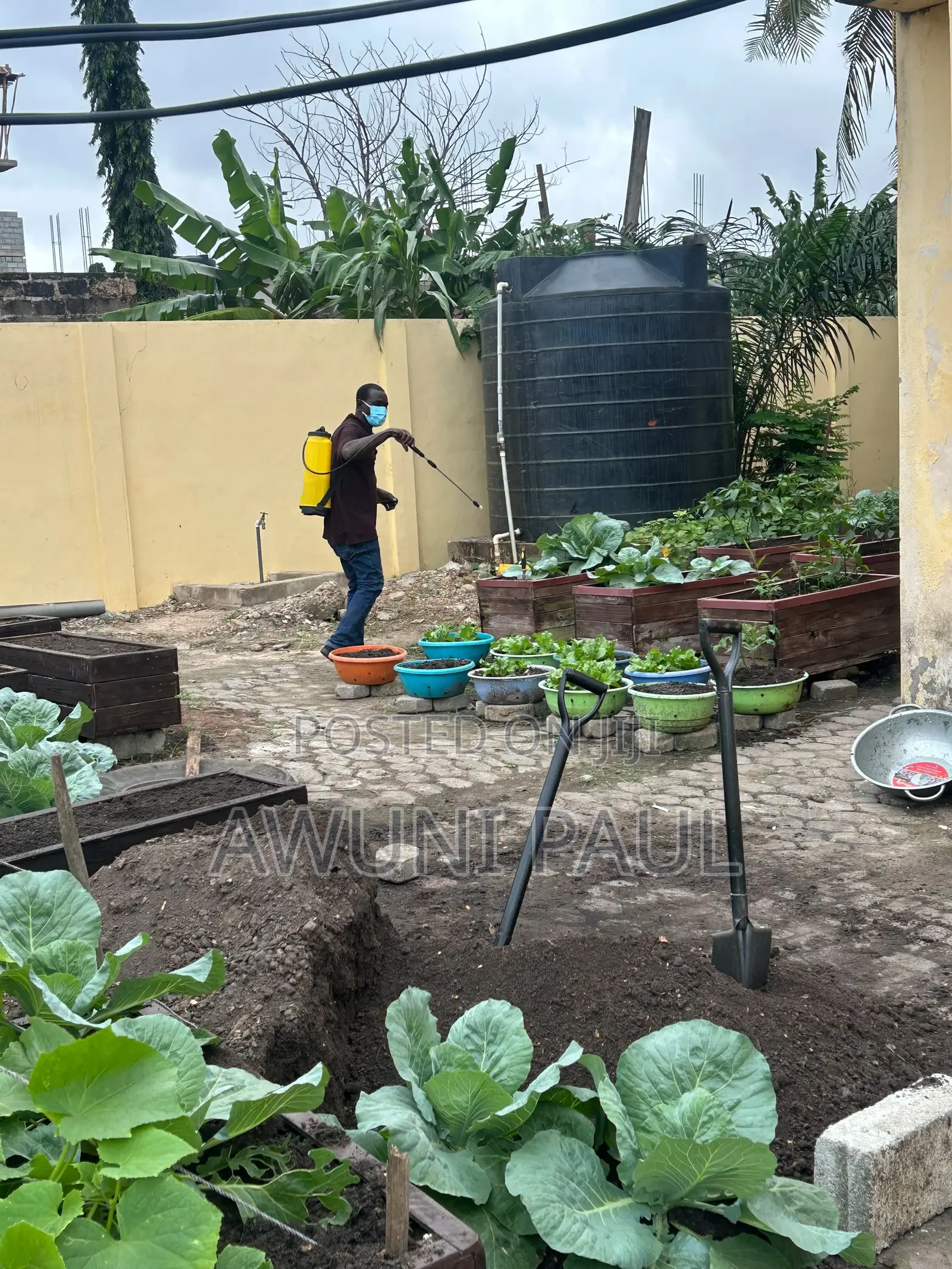 Backyard Vegetables Garden