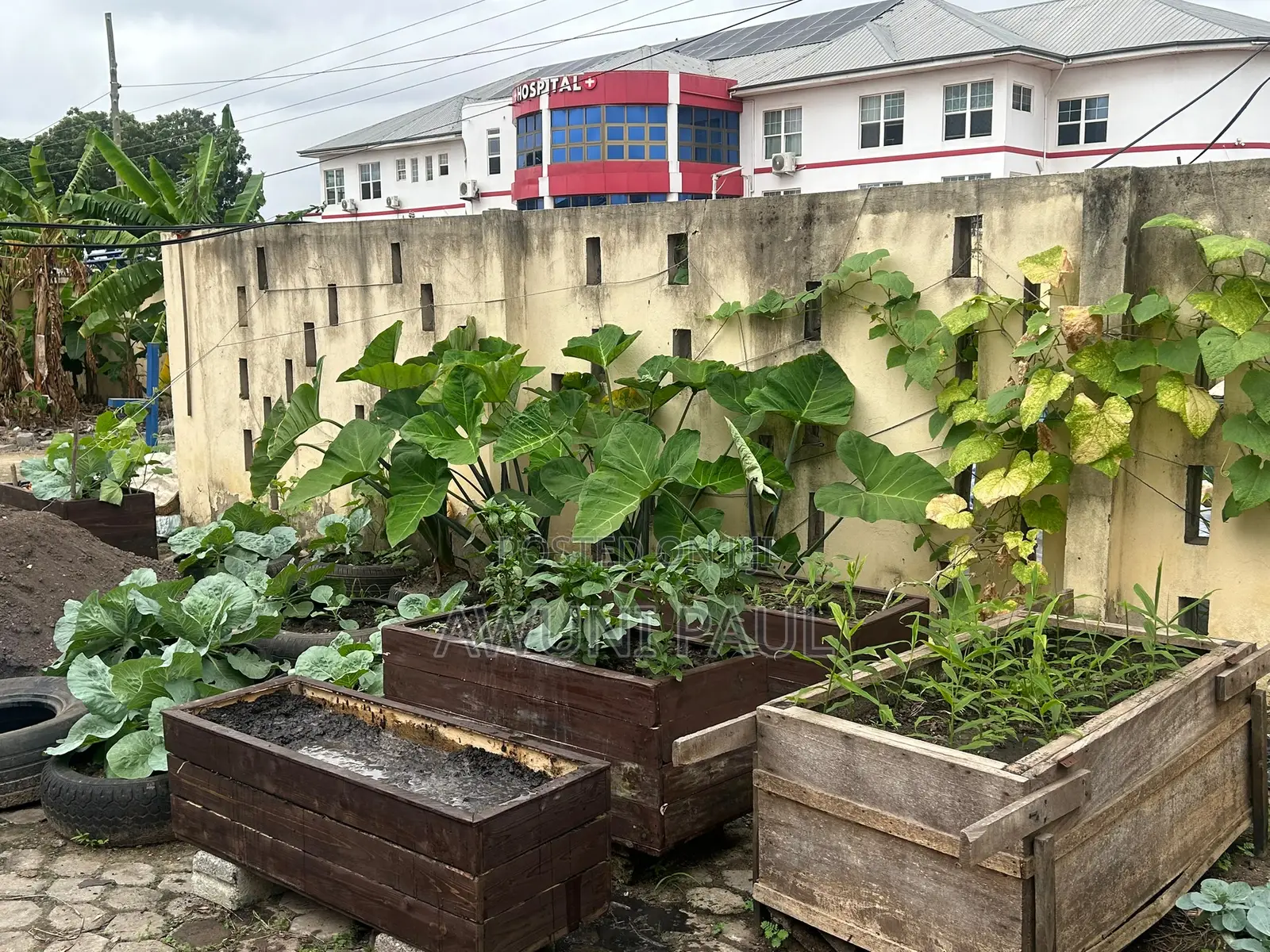 Backyard Vegetables Garden