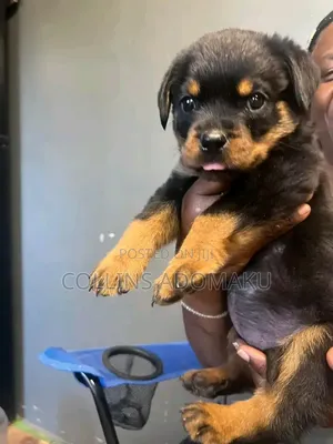 1-3 months Male Purebred Rottweiler