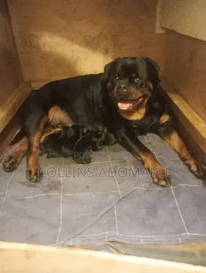 1-3 months Female Purebred Rottweiler