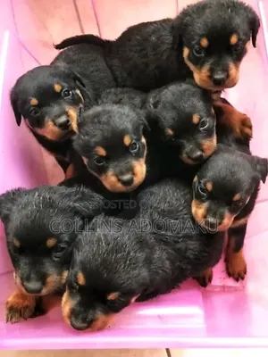 1-3 months Female Purebred Rottweiler