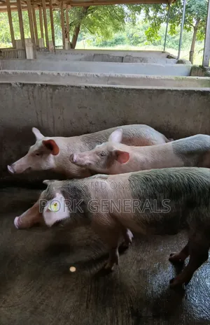Pigs for Sale