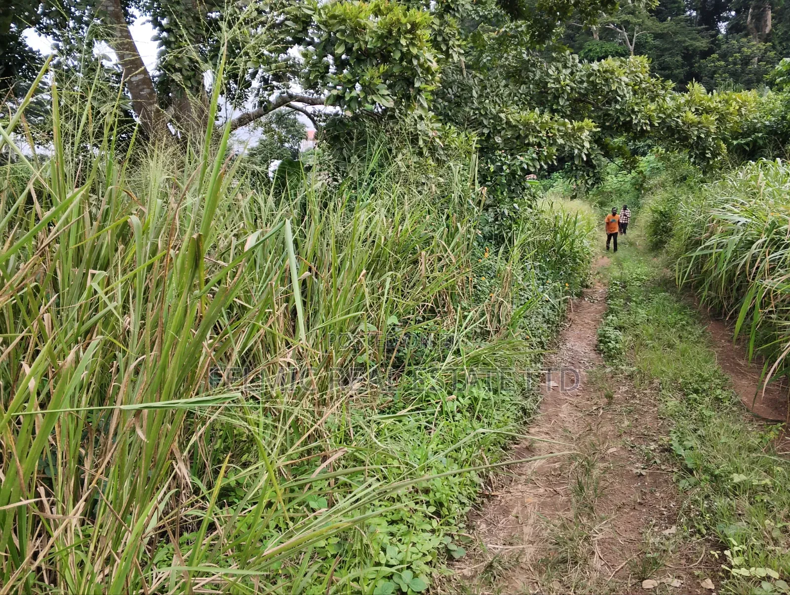 3 Plots of Land at Aburi Tutu for Sale