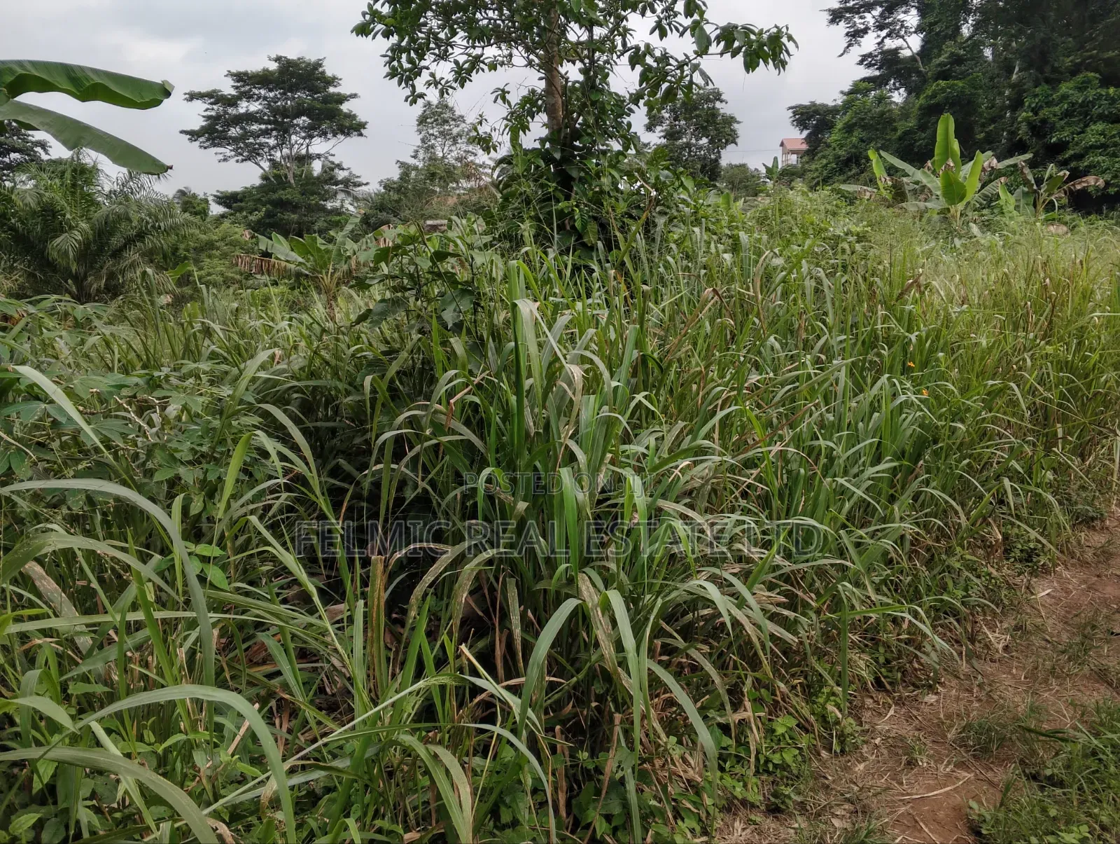3 Plots of Land at Aburi Tutu for Sale