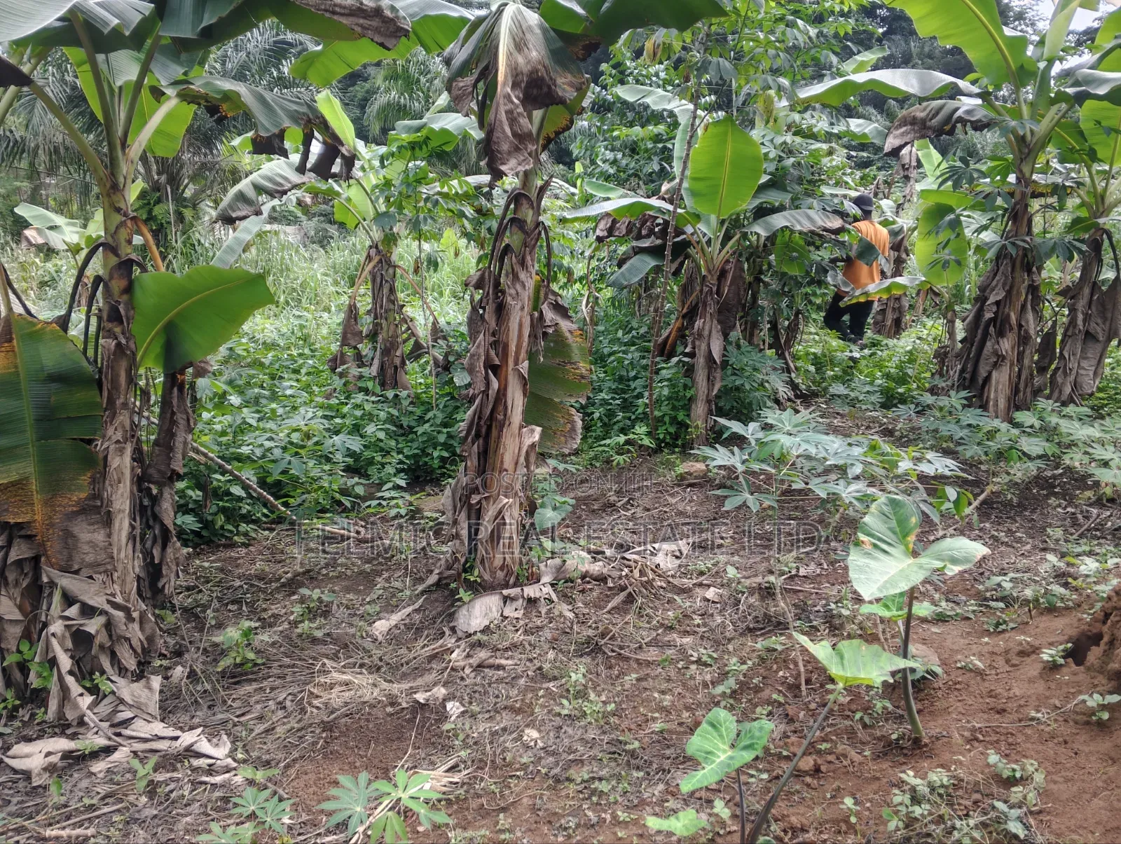 3 Plots of Land at Aburi Tutu for Sale