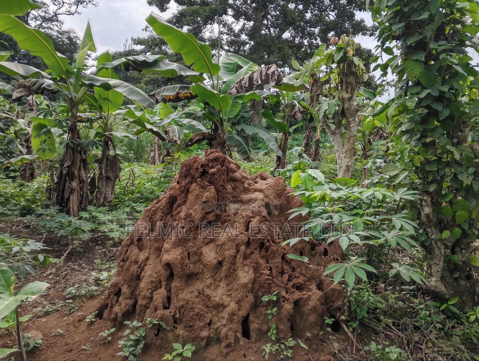 3 Plots of Land at Aburi Tutu for Sale