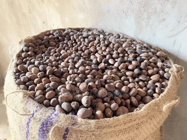 100kg Bags of Shea Nuts for Sale