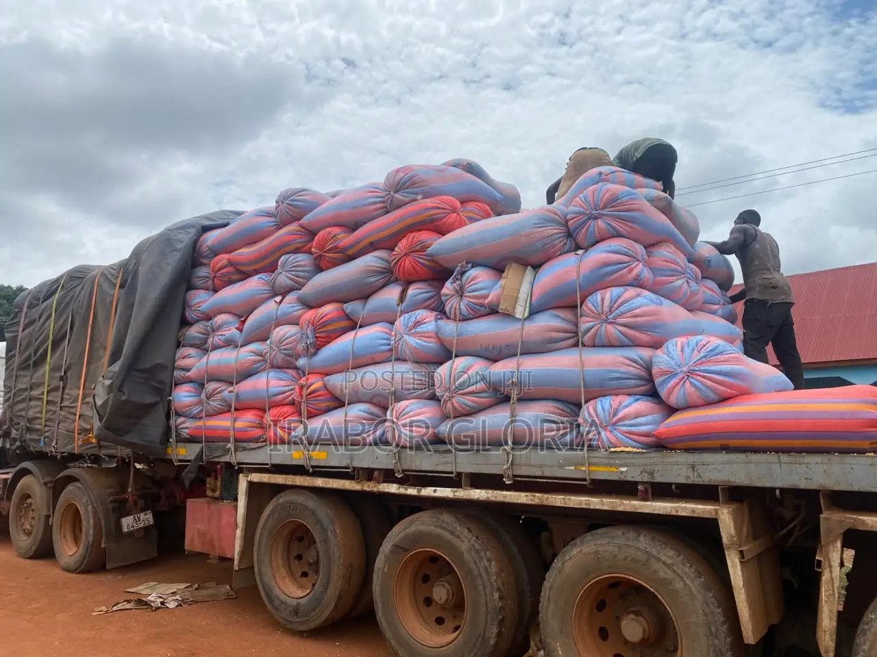 100kg Bags of Shea Nuts for Sale