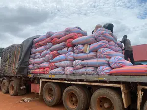 100kg Bags of Shea Nuts for Sale