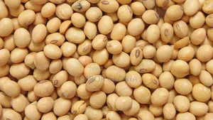 50kg Bags of Soya Bean for Sale