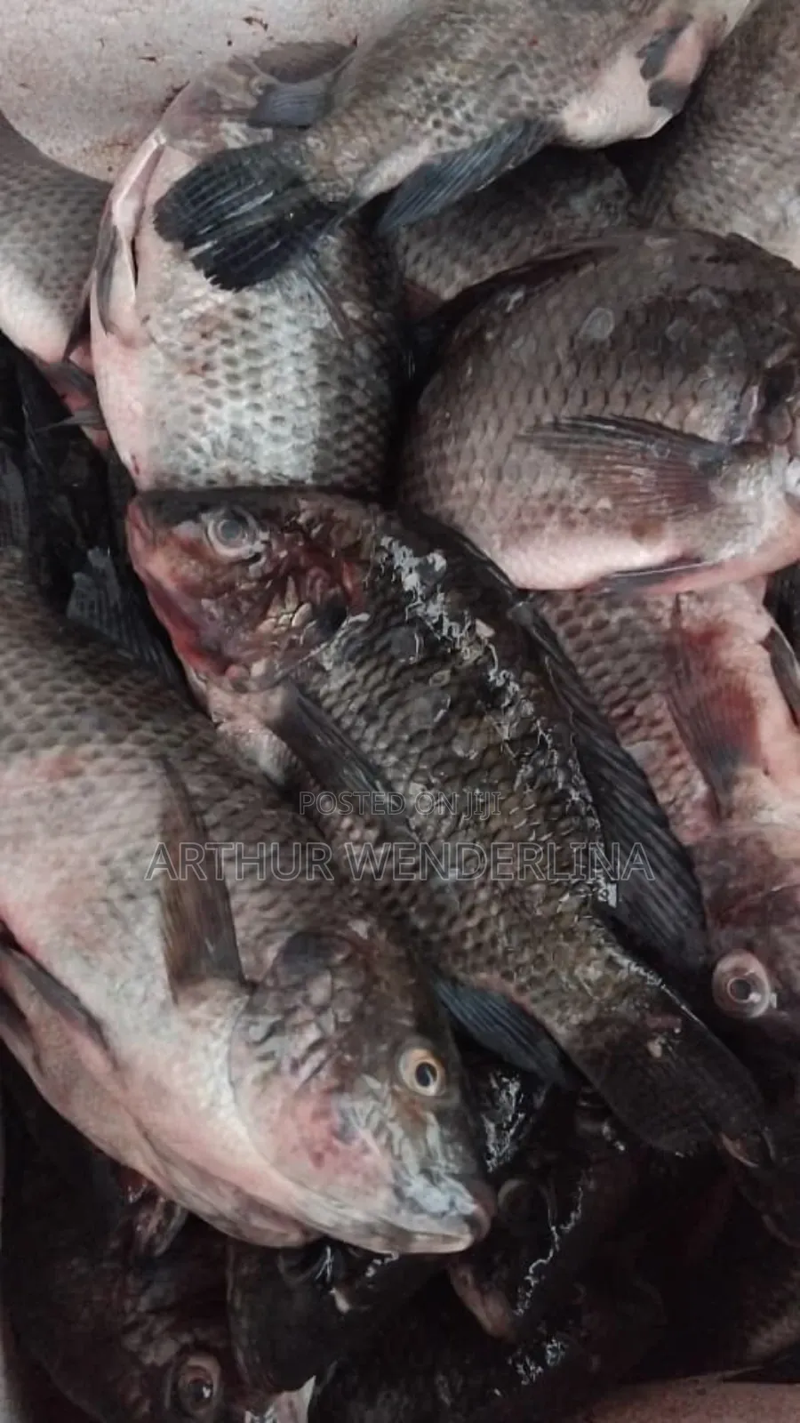 Fresh and Hygienic Voltage Cash Tilapia (3 Pieces)