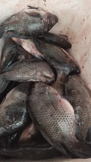 Fresh and Hygienic Voltage Cash Tilapia (3 Pieces)