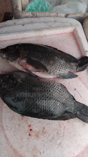 Fresh and Hygienic Voltage Cash Tilapia (3 Pieces)
