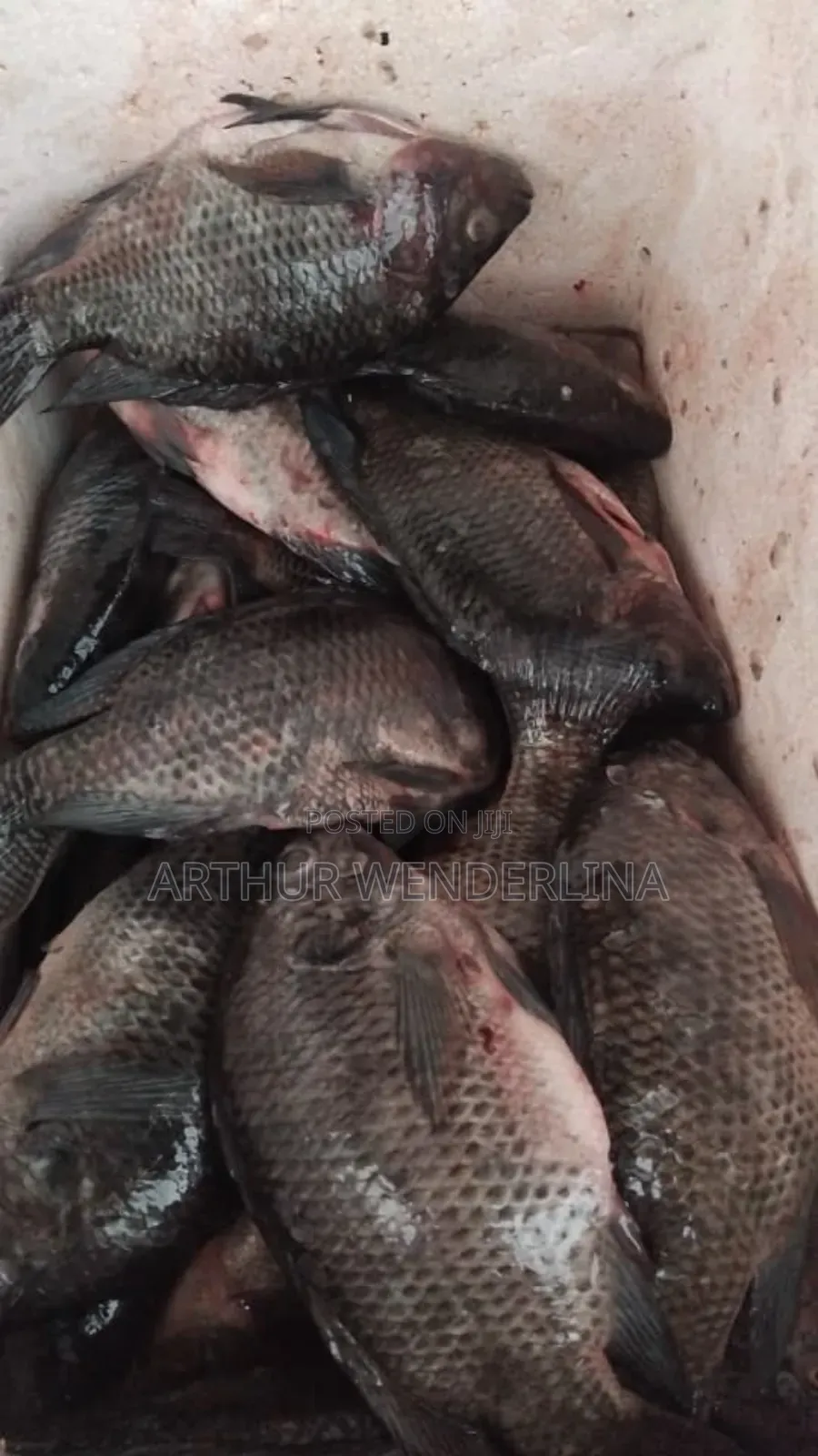 Fresh and Hygienic Voltage Cash Tilapia (3 Pieces)
