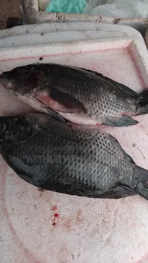 Fresh and Hygienic Voltage Cash Tilapia (3 Pieces)