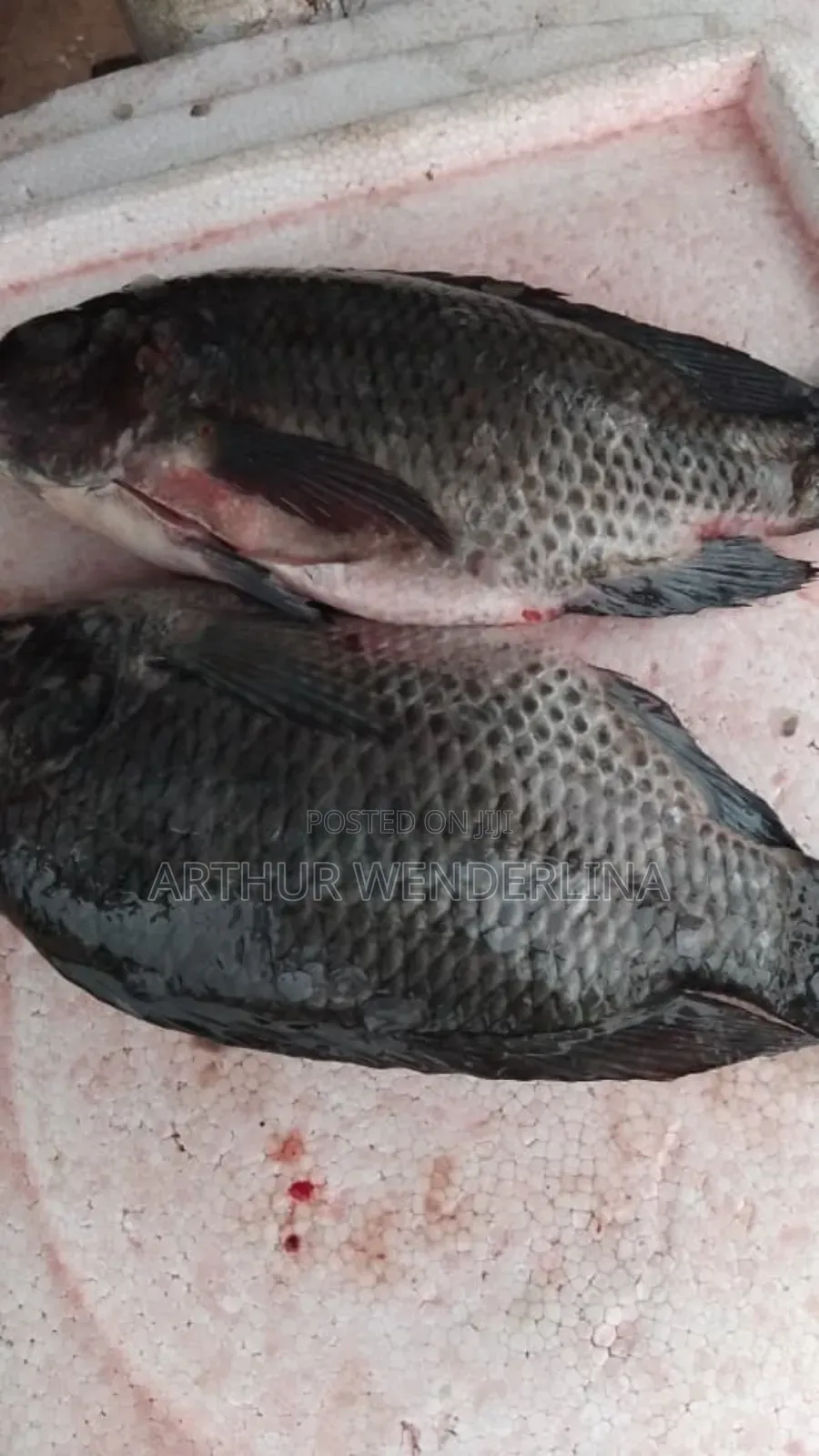 Fresh and Hygienic Voltage Cash Tilapia (3 Pieces)